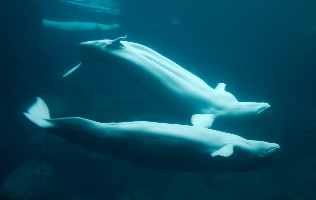 Two beluga whales interacting closely in blue water