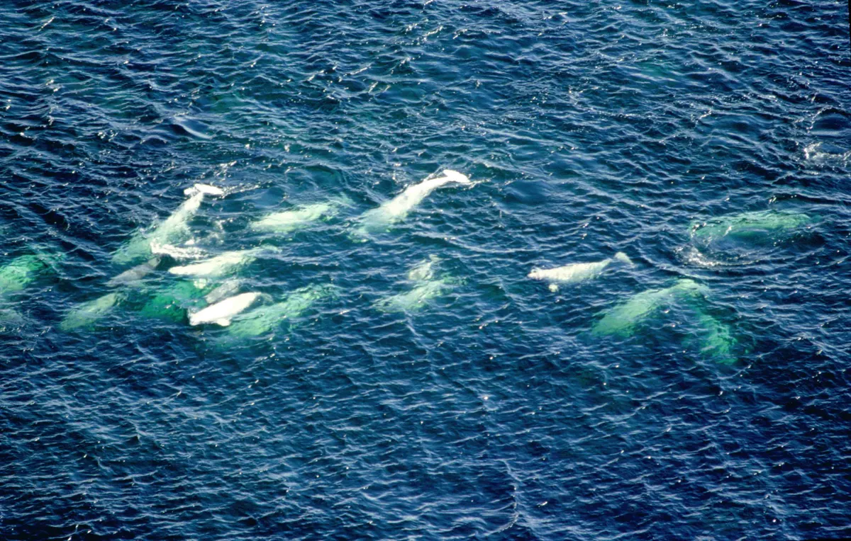 A pod of wild beluga whales at the surface of Hudson Bay