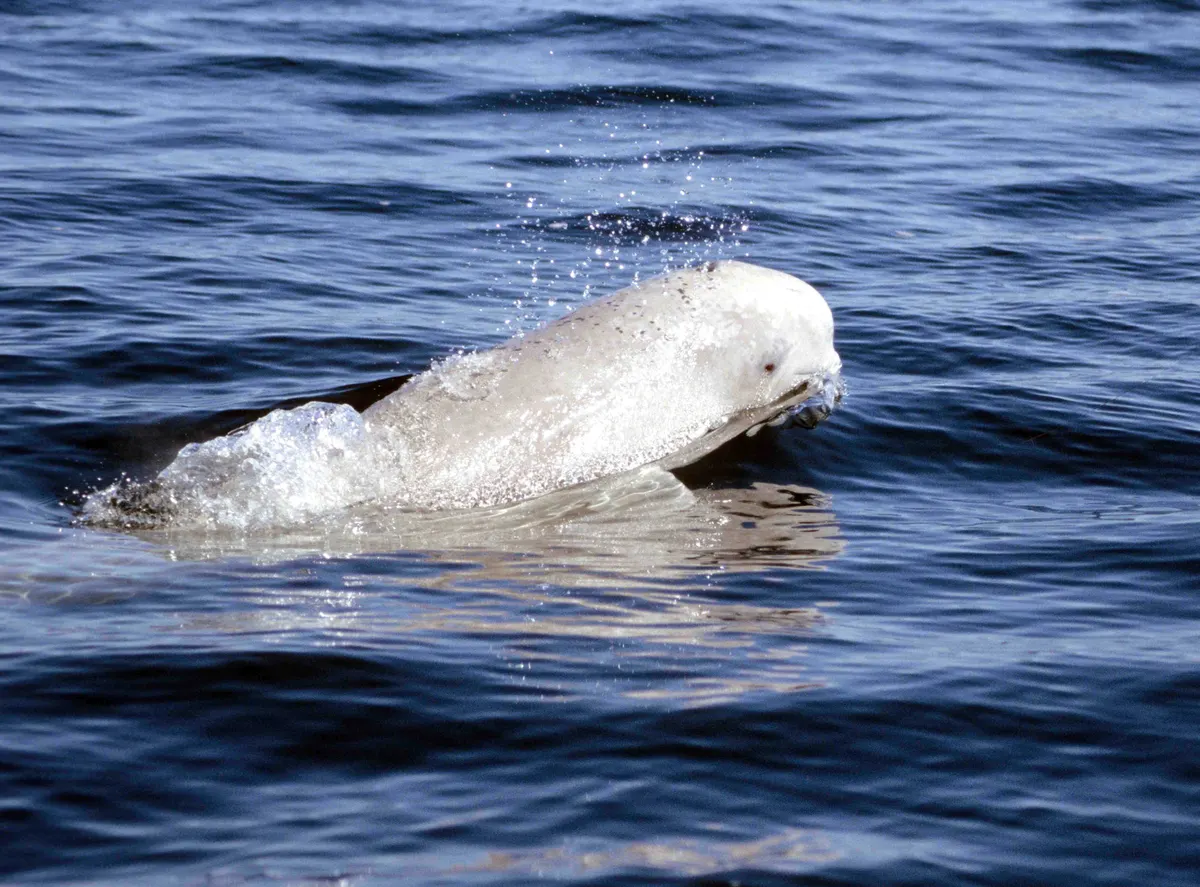 Wild beluga whale surfacing in blue Arctic water