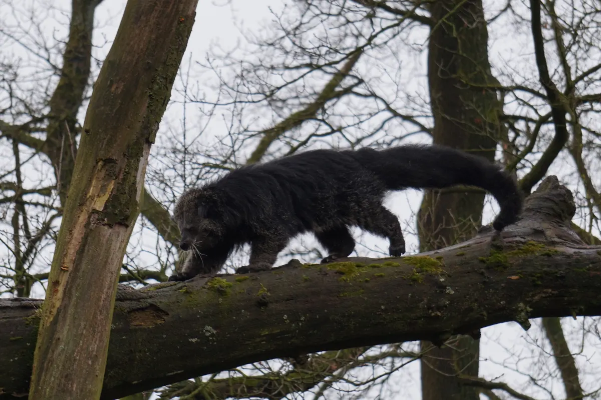 Binturong reaching forward on a branch