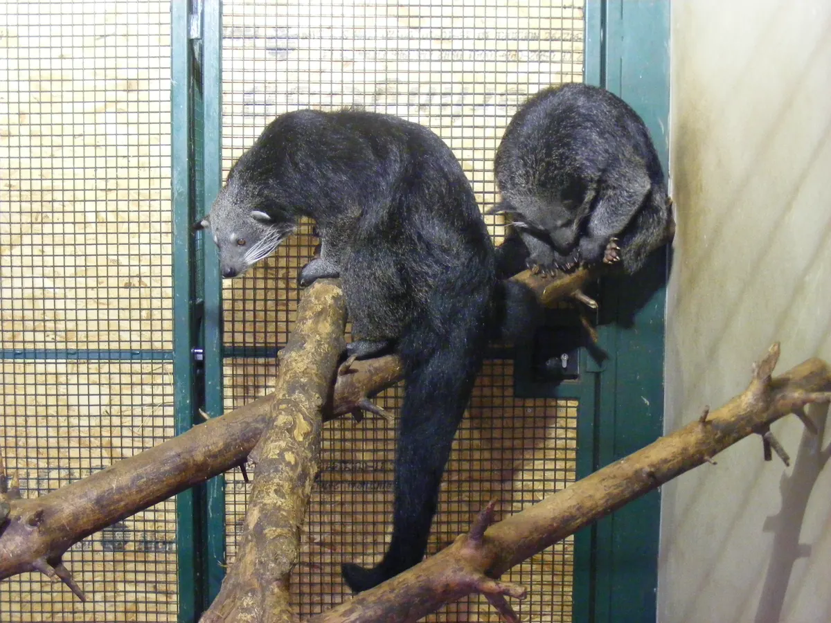 Two binturongs on branches inside a mesh enclosure