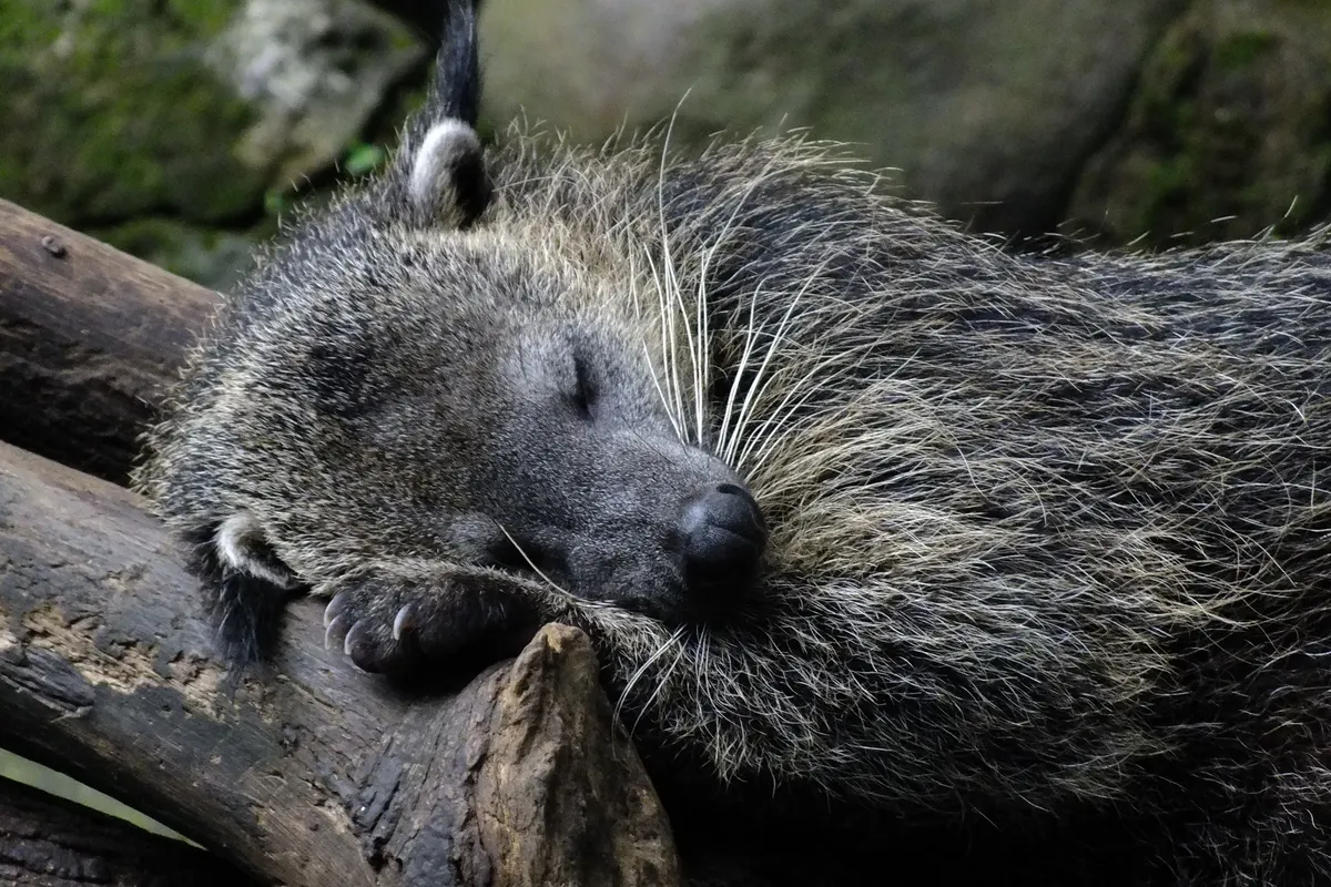 Binturong moving along a thick branch