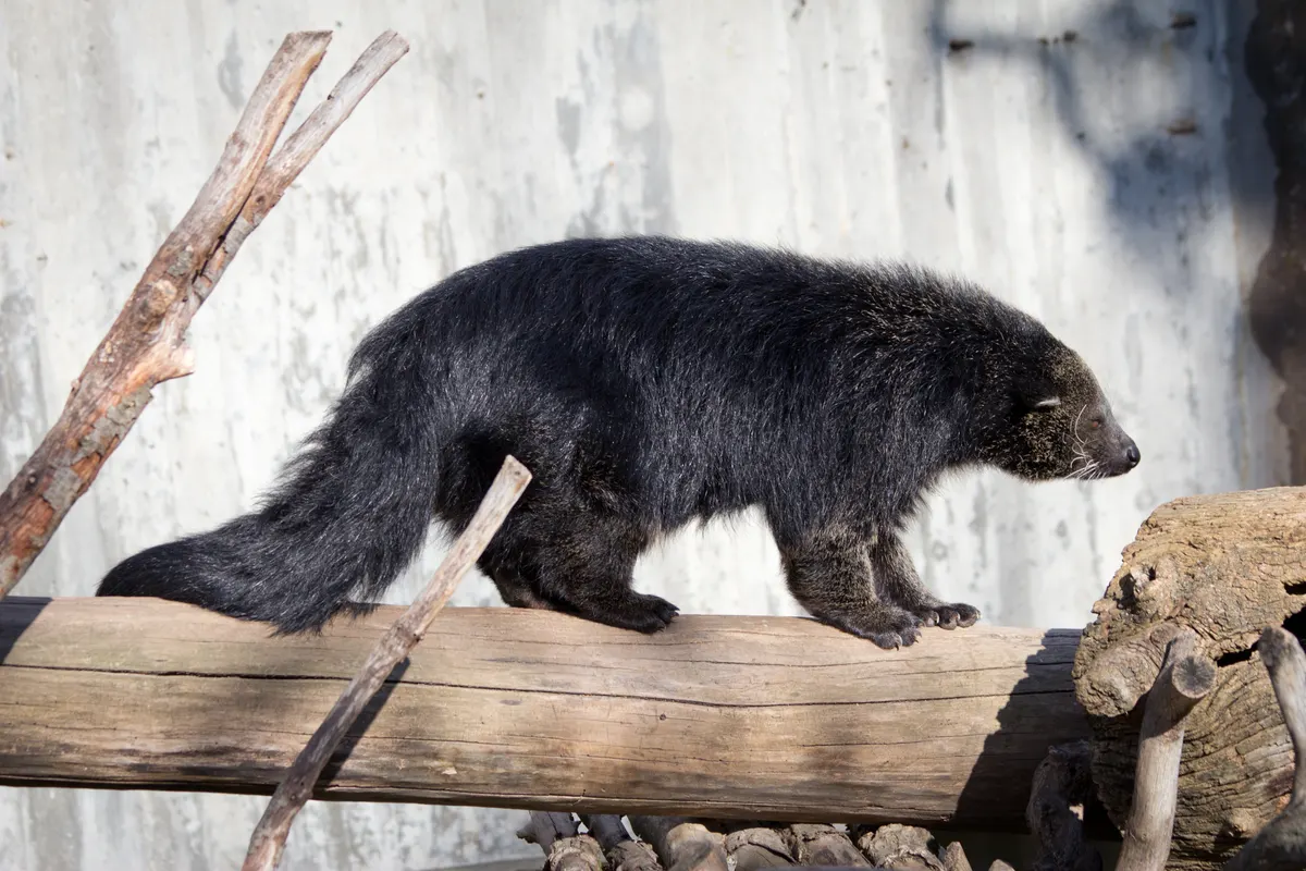 Binturong resting on a raised wooden structure