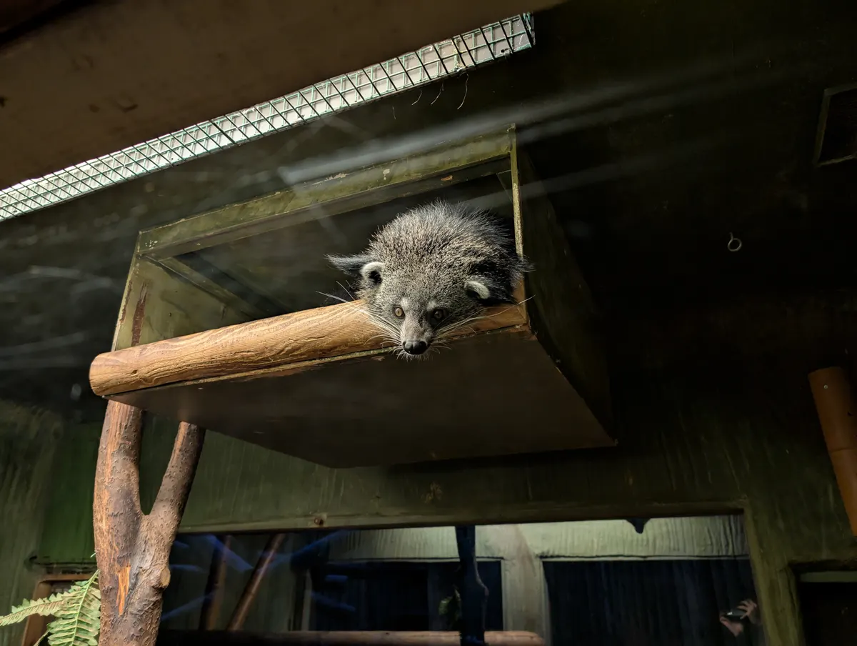 Binturong with shaggy black fur and tufted ears resting on a branch