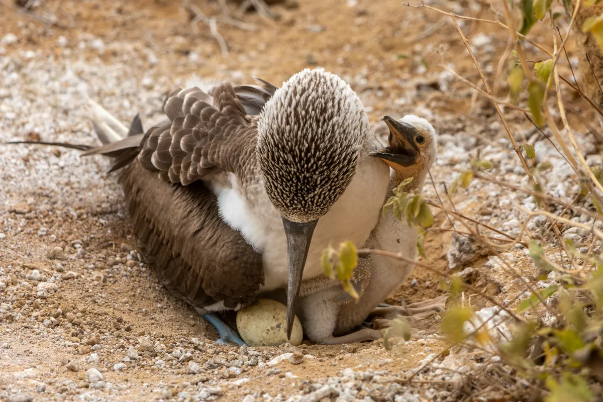 Mother blue-footed booby tending to her fluffy white downy chick in a ground nest