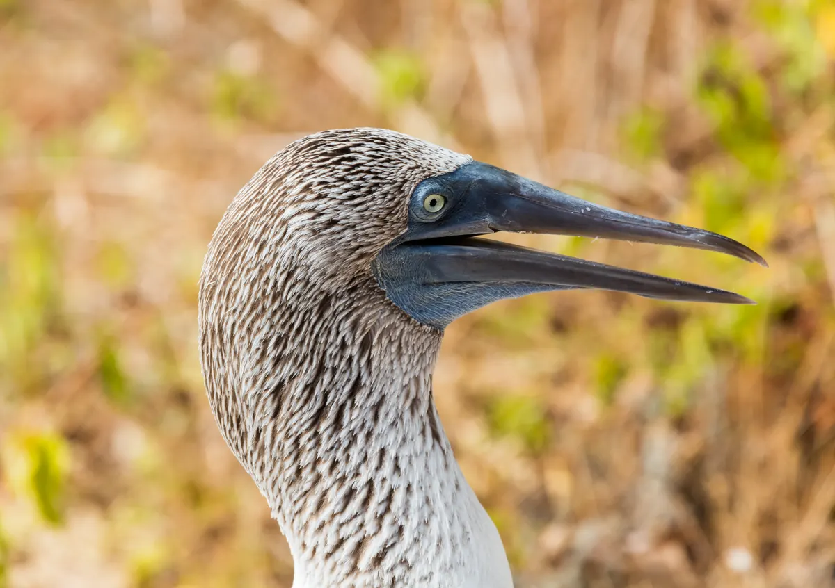 Sharp close-up of a blue-footed booby's head, sharp serrated beak, and striking yellow eyes