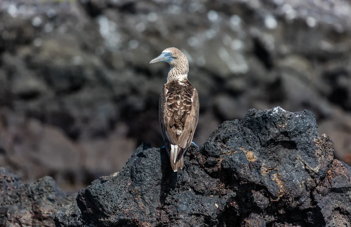 Subadult blue-footed booby juvenile transitioning to mature adult plumage on the beach