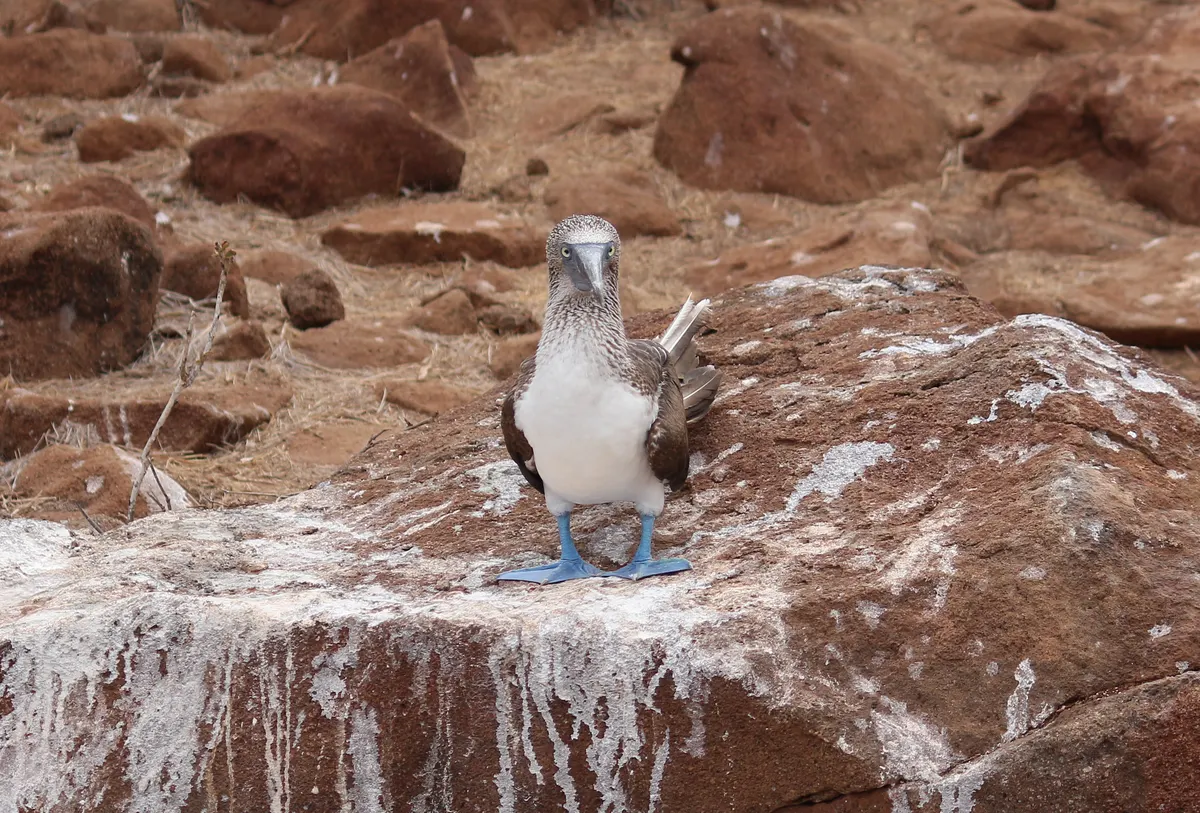 Blue-footed booby perched on a coastal outcrop surveying the fishing grounds
