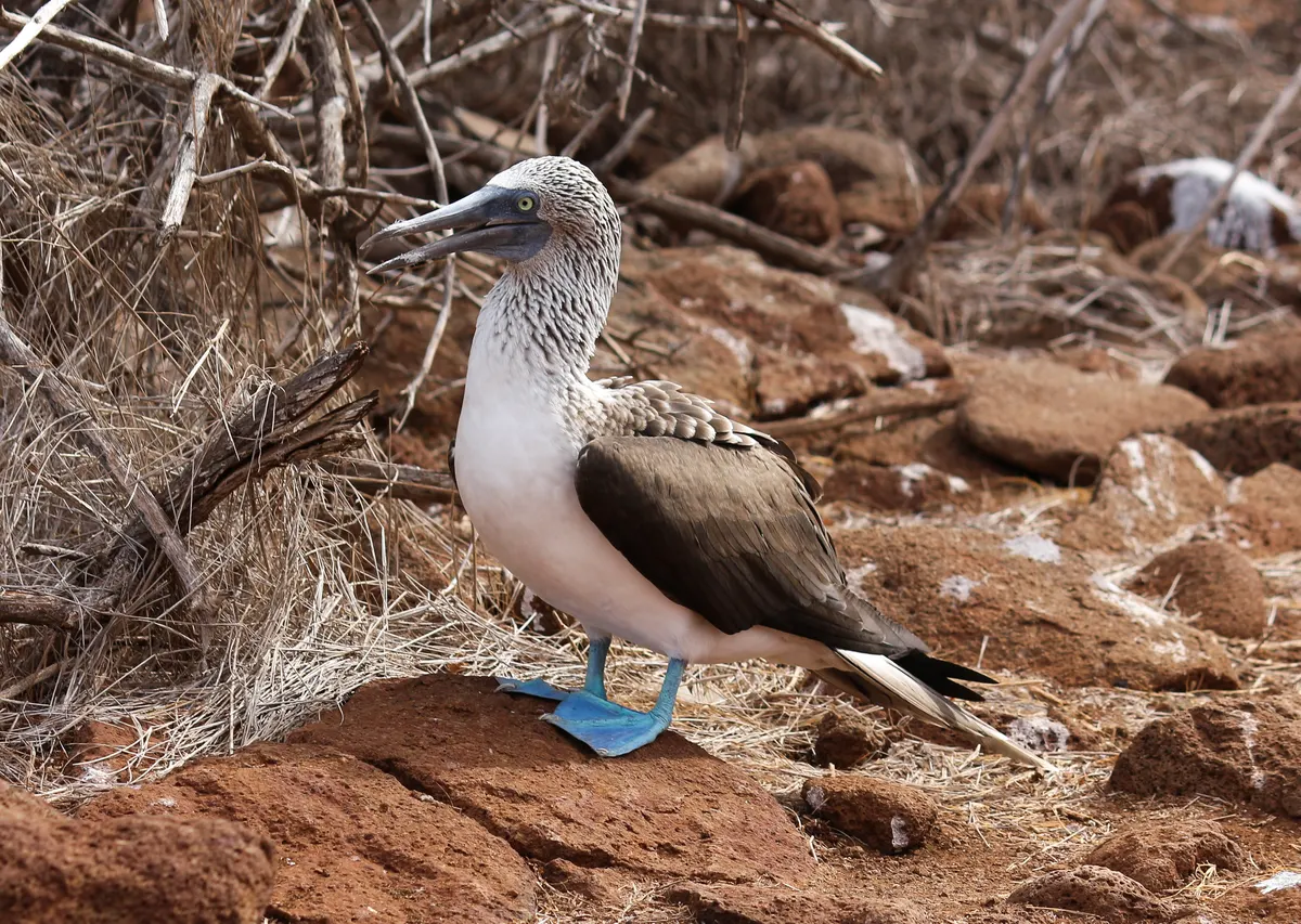 Attentive blue-footed booby guarding its nesting perimeter