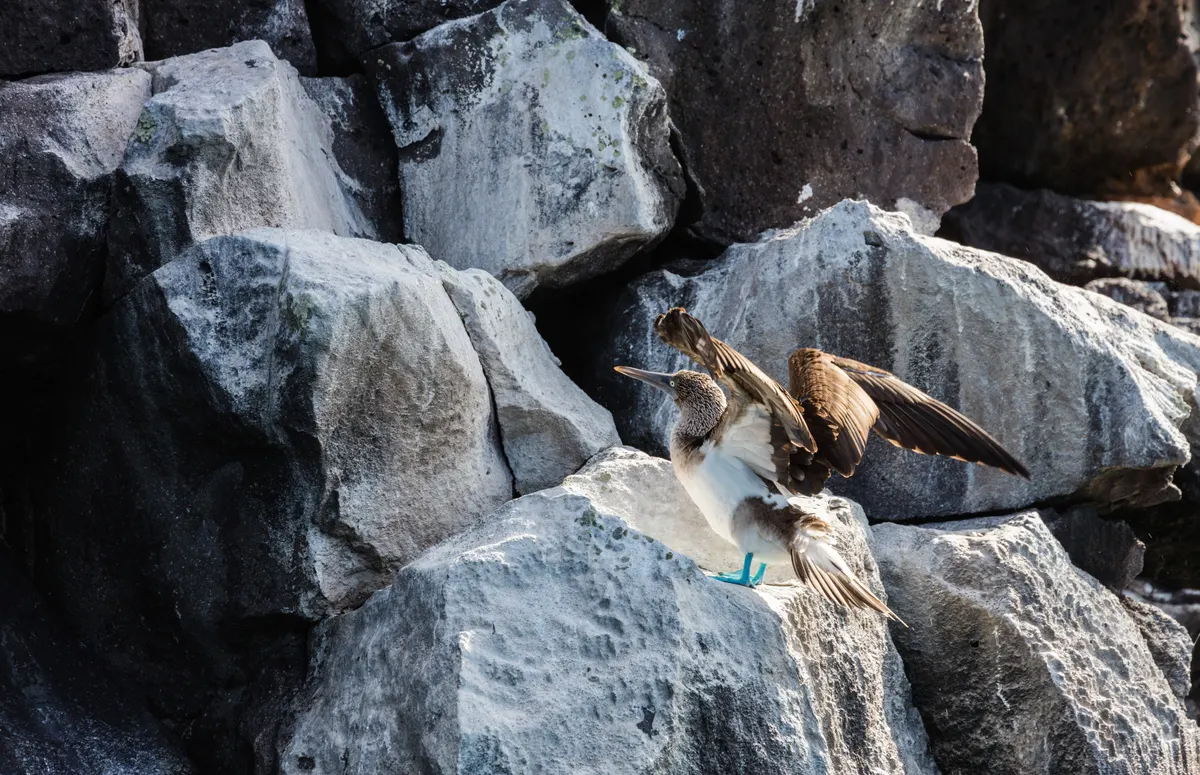 Blue-footed booby resting peacefully on bright coastal rocks