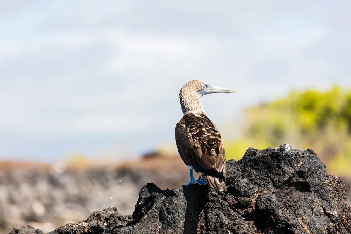 Blue-footed booby gazing out over the open Pacific waters