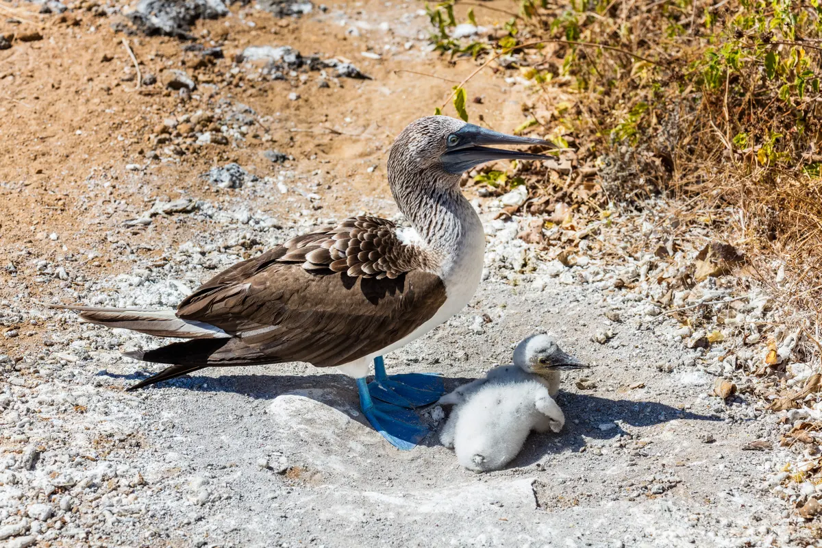 Blue-footed booby scanning the open ocean from a high coastal vantage point