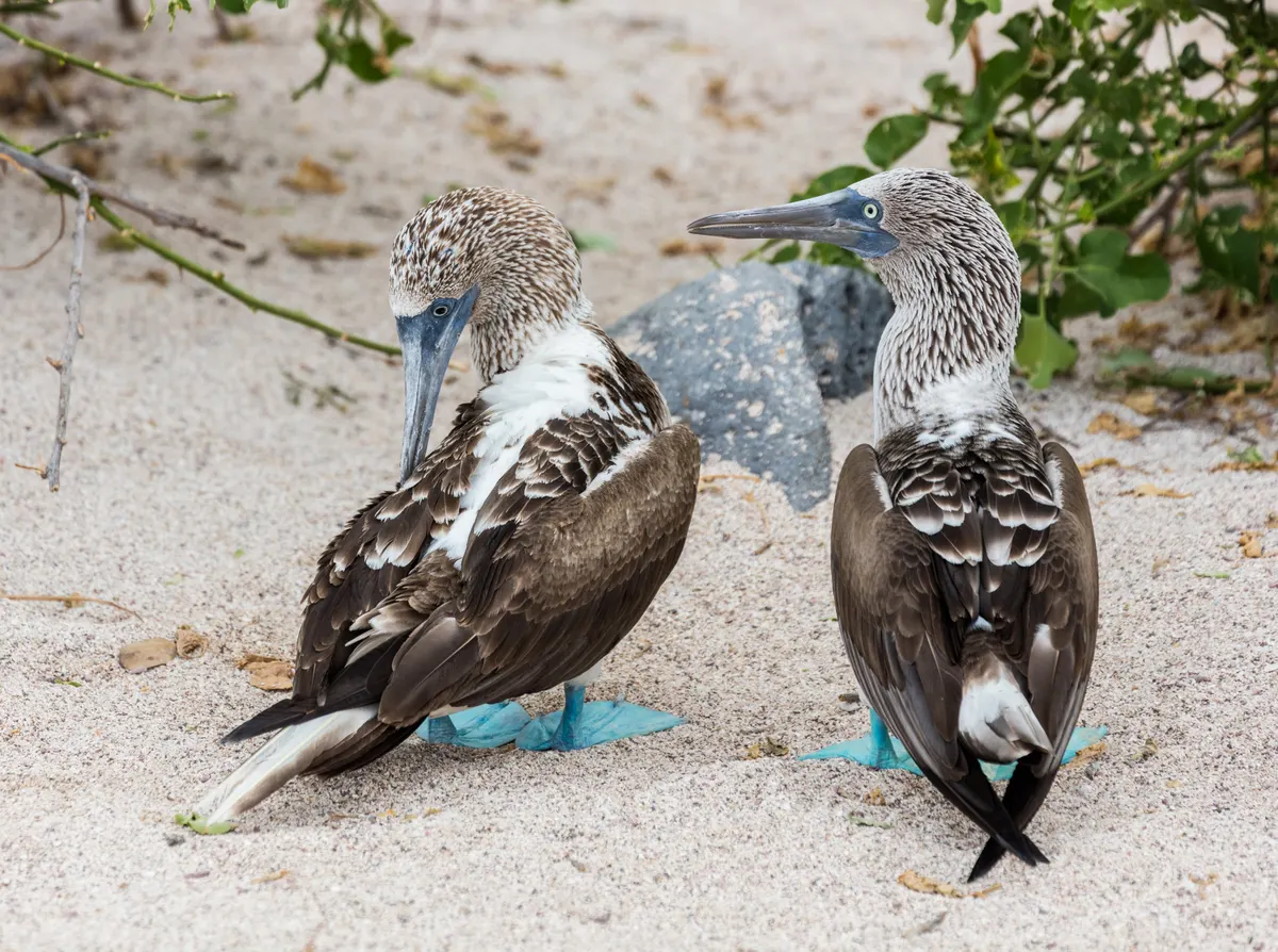 Pair of blue-footed boobies engaging in their famous high-stepping mating ritual