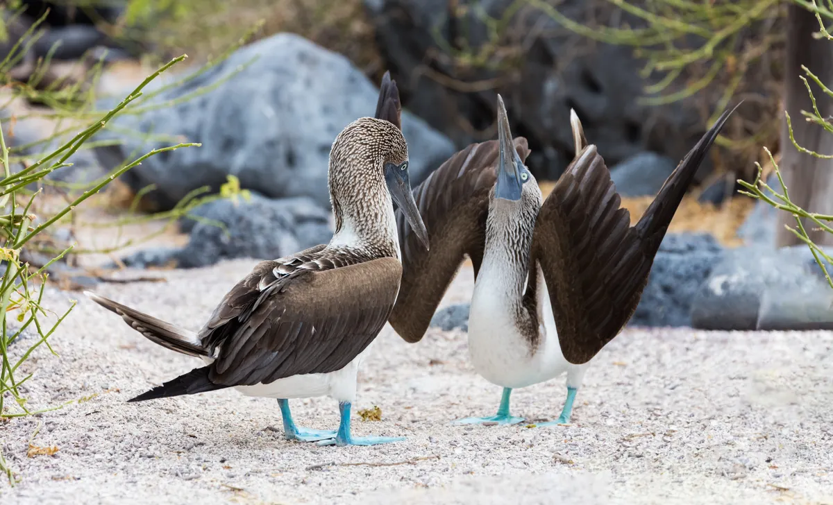 Blue-footed boobies showing off their intense blue feet during courtship