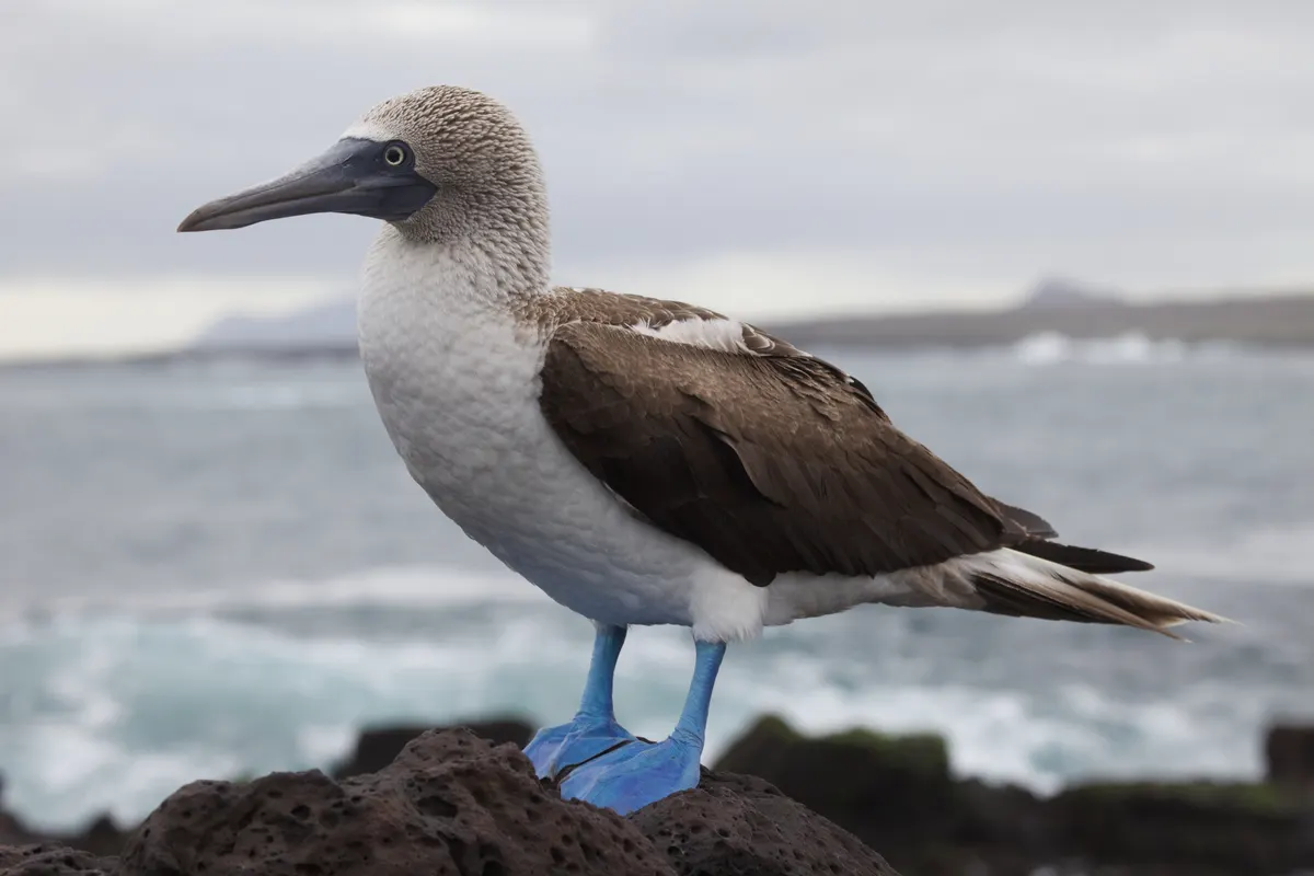 Blue-footed booby resting on coastal volcanic rock formations