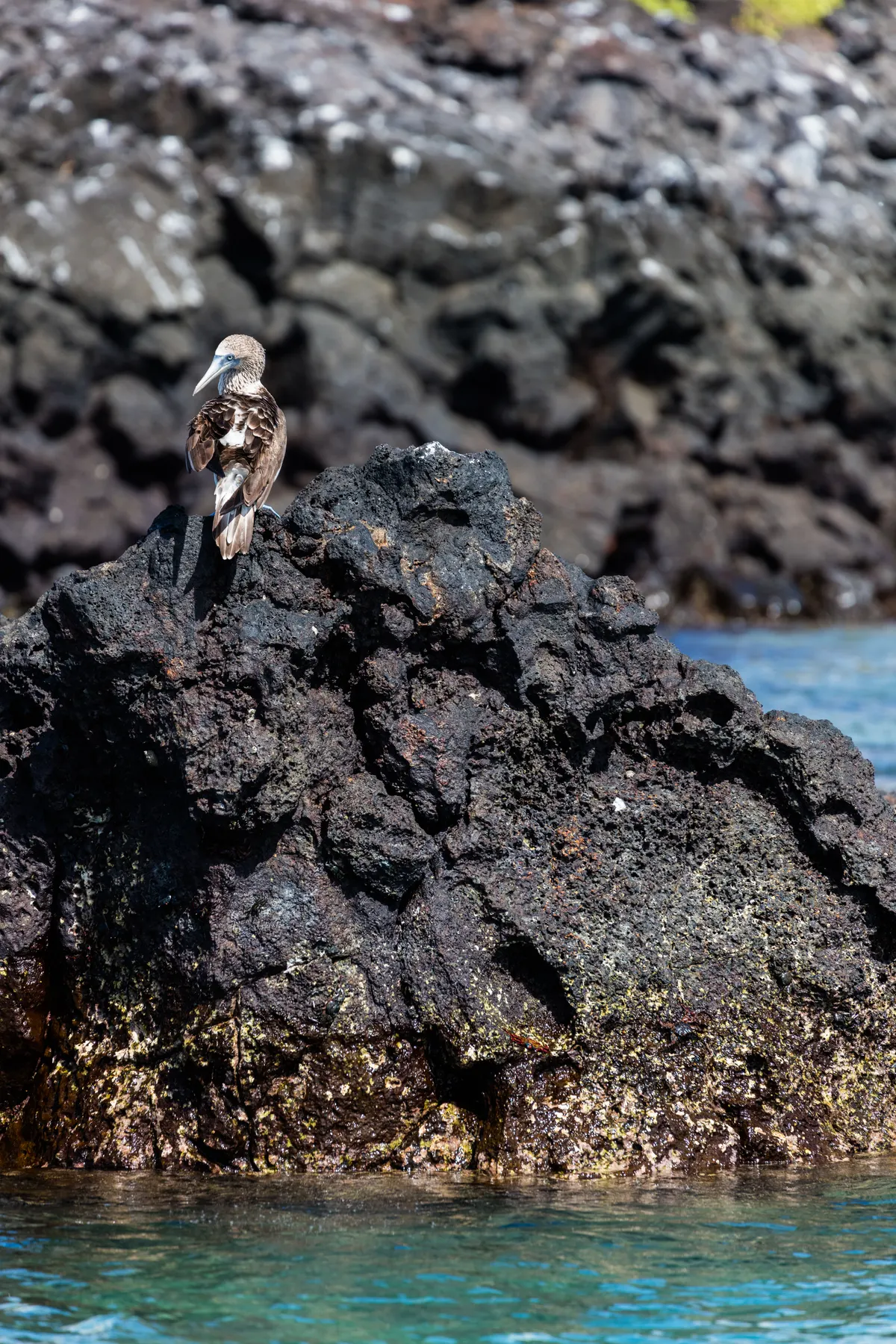 Beautiful adult blue-footed booby standing proudly on a sunny beach, showcasing its brilliant turquoise-blue feet