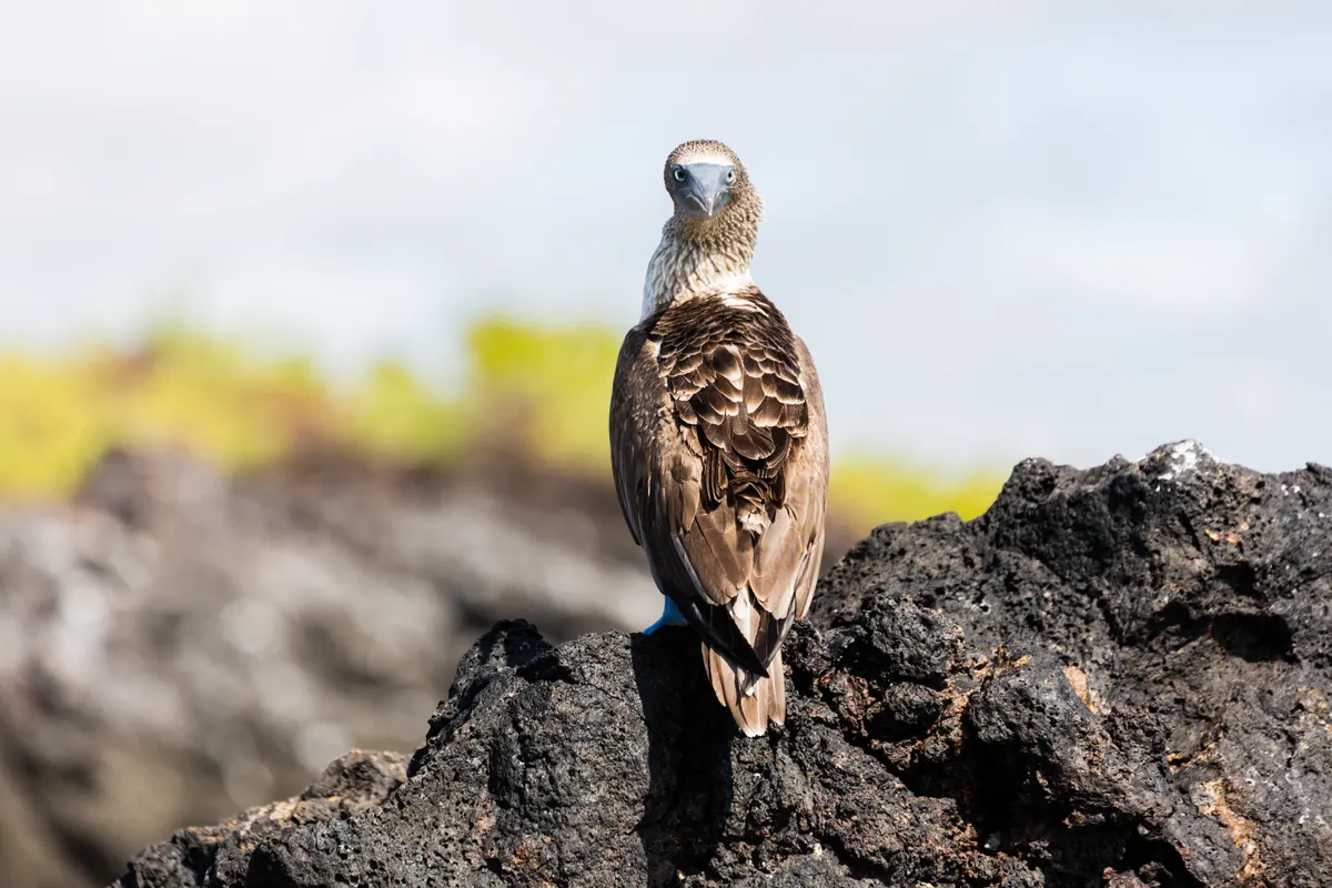Blue-footed booby in its classic Galapagos coastal range