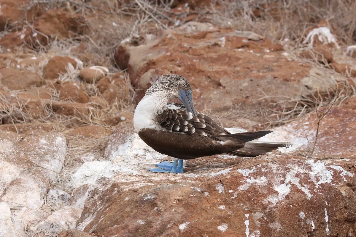 Full body profile of a blue-footed booby displaying its elegant wings and streamlined shape
