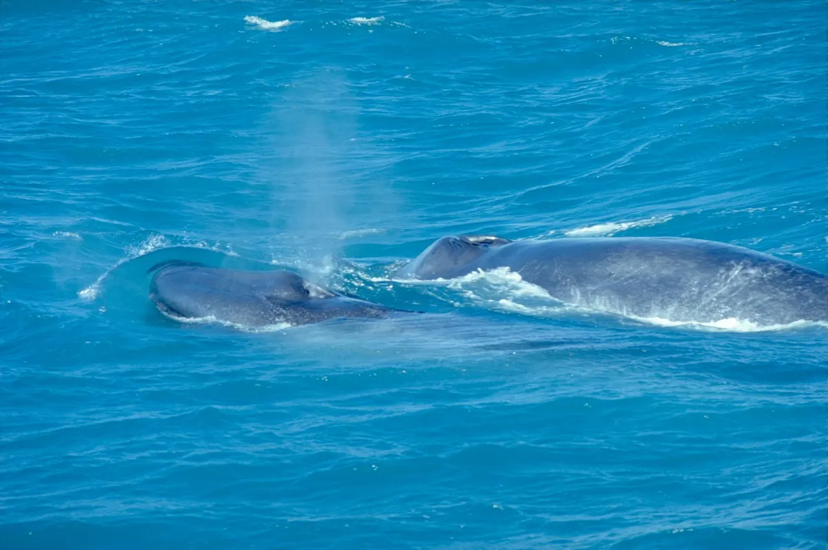 Blue whale mother swimming beside her calf at the surface