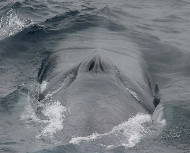 Close-up of blue whale twin blowholes on top of its head