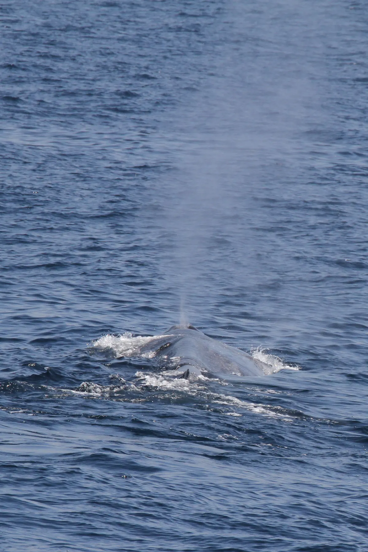 Young blue whale rising to breathe at the ocean surface