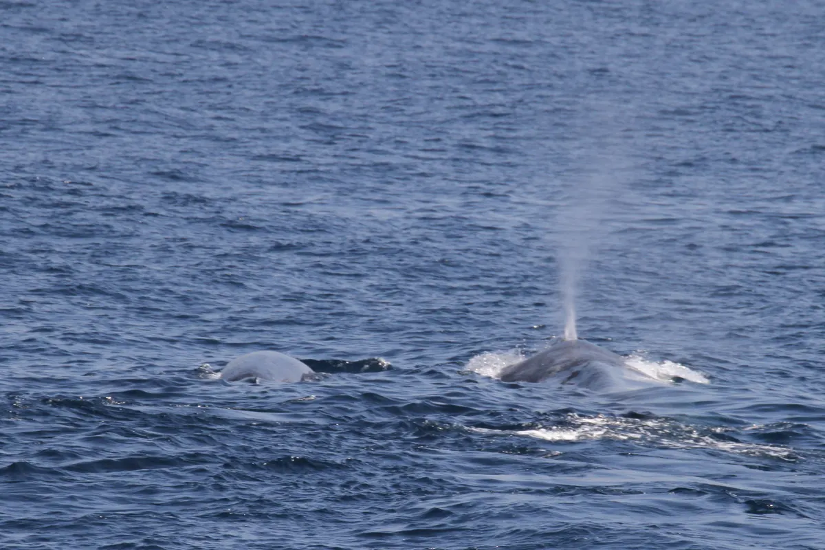 Blue whale swimming at the surface in feeding waters off Sri Lanka