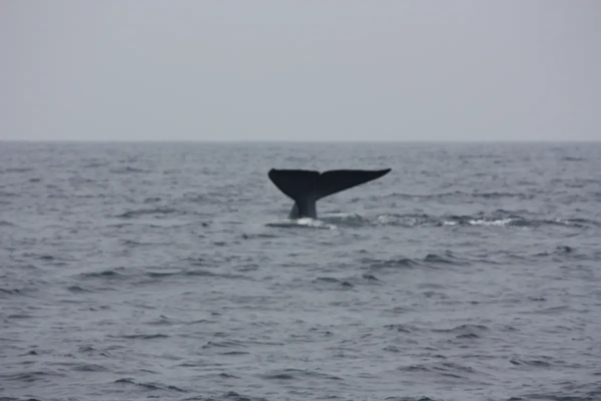 Blue whale gliding through calm ocean water off Mirissa Sri Lanka