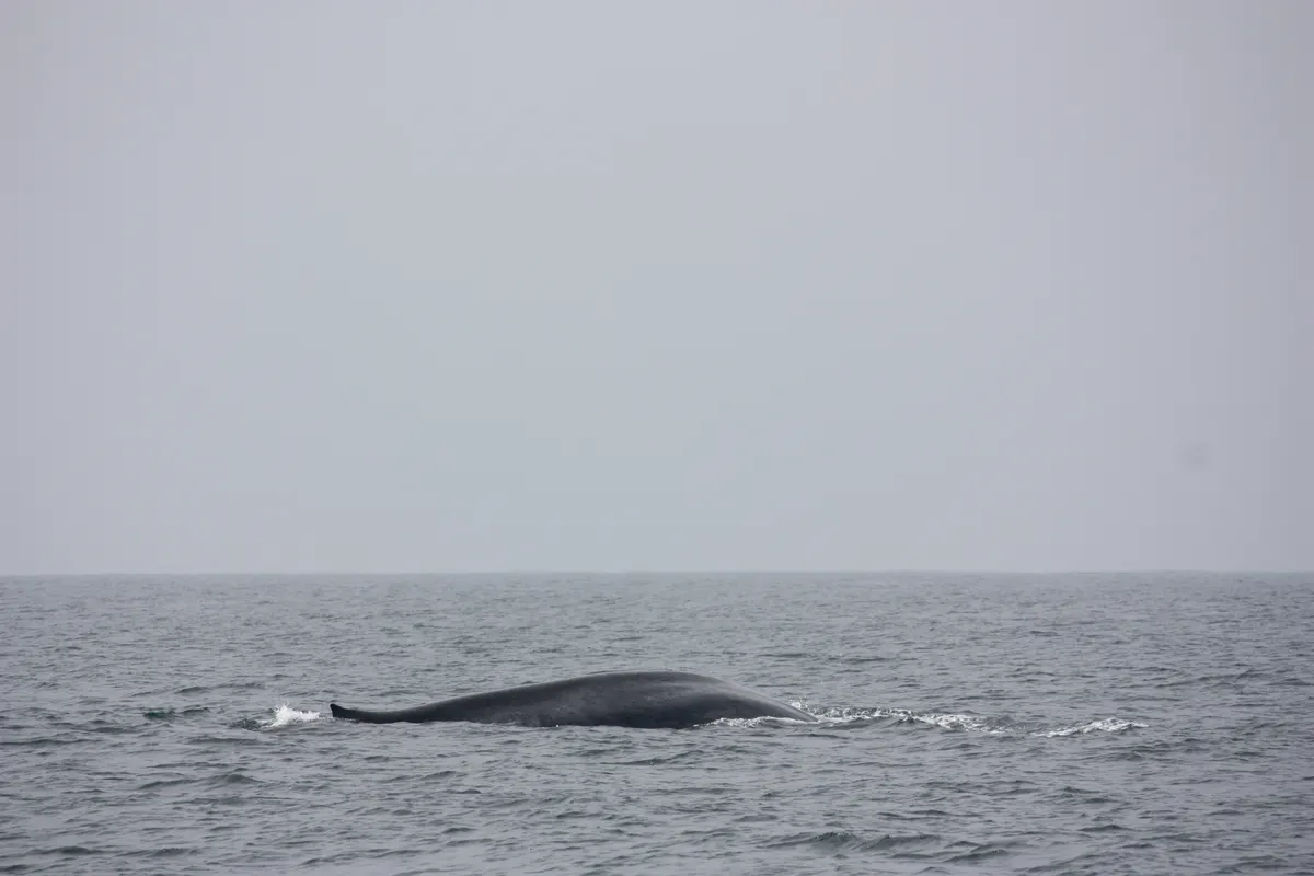 Blue whale surfacing near Mirissa off the southern coast of Sri Lanka
