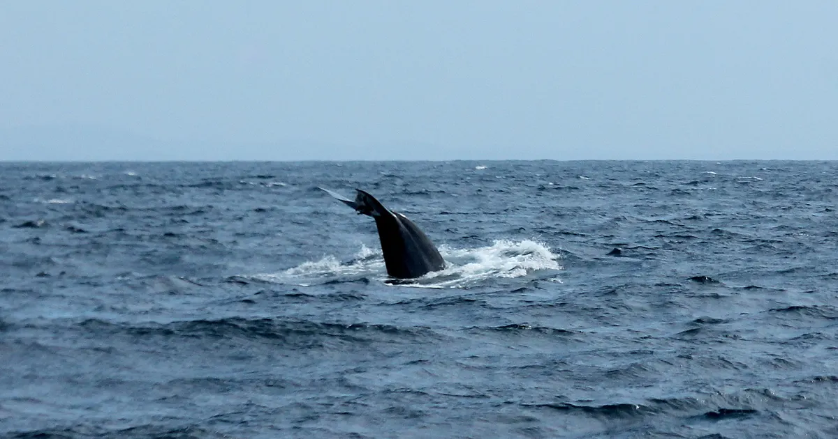 Blue whale tail fluke above Indian Ocean water before a deep dive