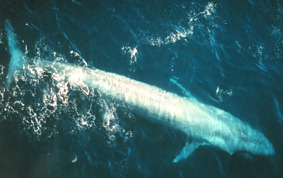 Adult blue whale surfacing in the eastern Pacific Ocean