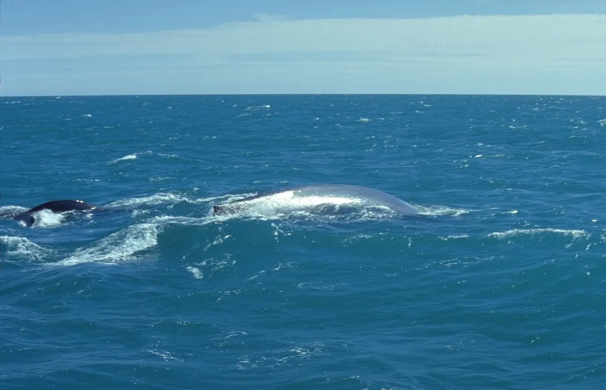 Blue whale mother and calf diving together beneath the surface