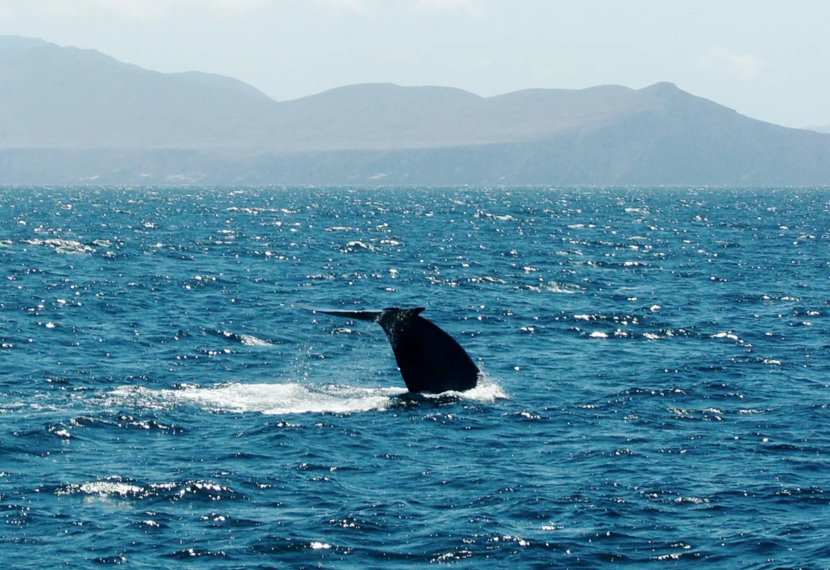 Blue whale tail fluke rising as the whale begins a deep dive