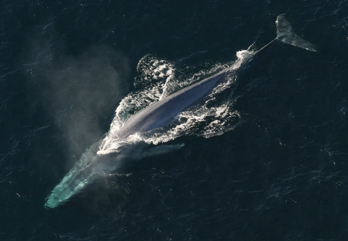 Blue whale swimming at the ocean surface with mottled blue-gray skin