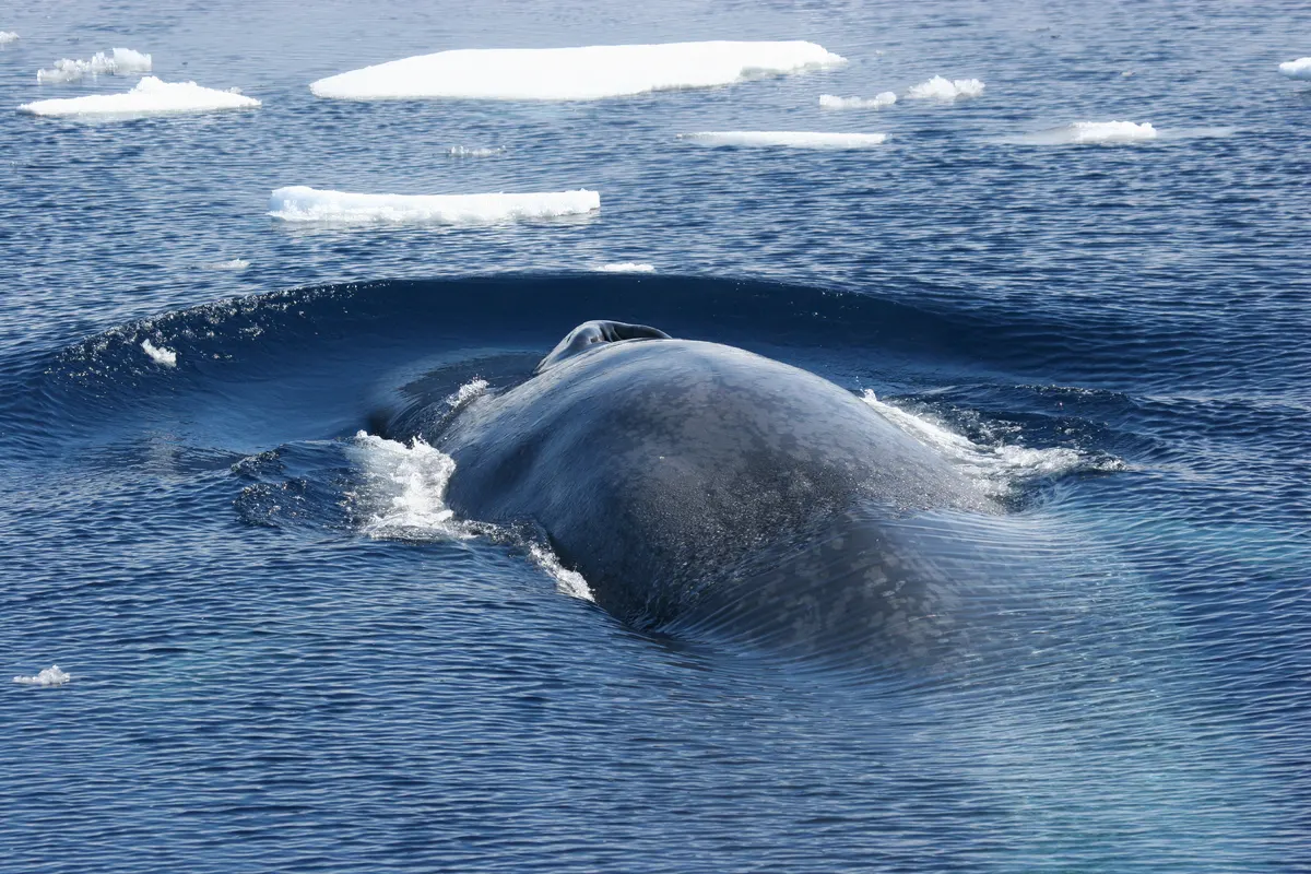 Blue whale swimming in icy Antarctic waters near the surface