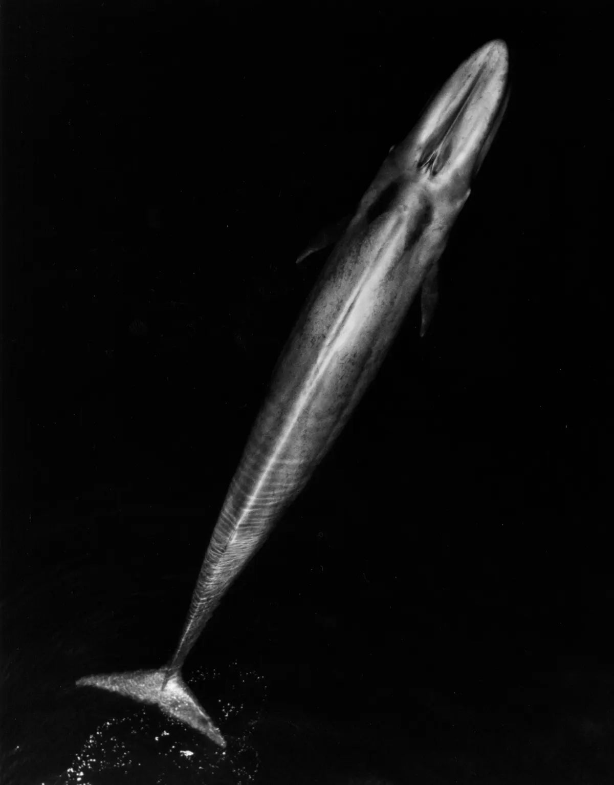 Full-length blue whale body showing enormous size beside research boat