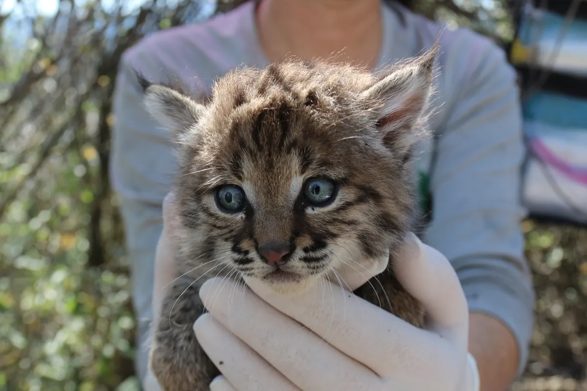 Two young bobcat kittens lying together during a monitoring study