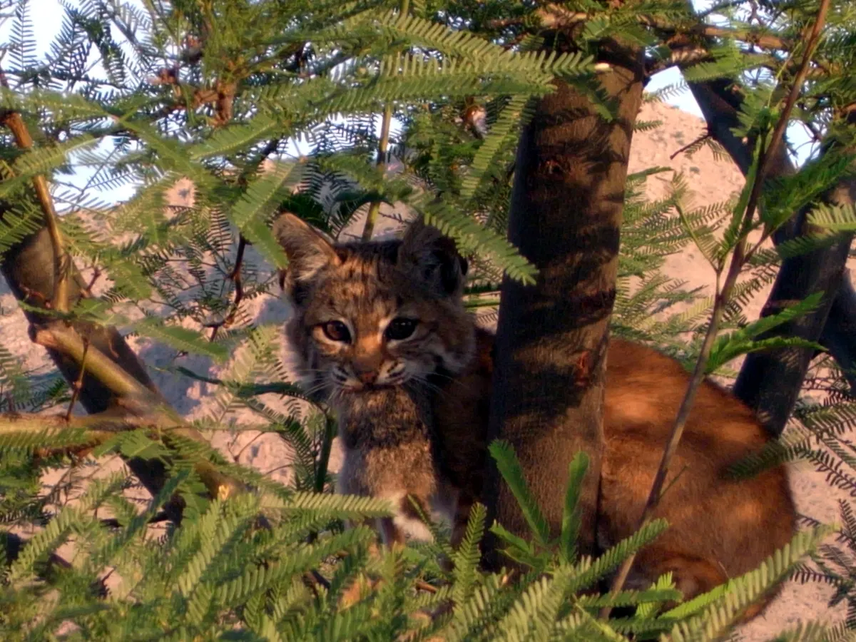 Bobcat kitten with a rabbit in its mouth among mesquite branches
