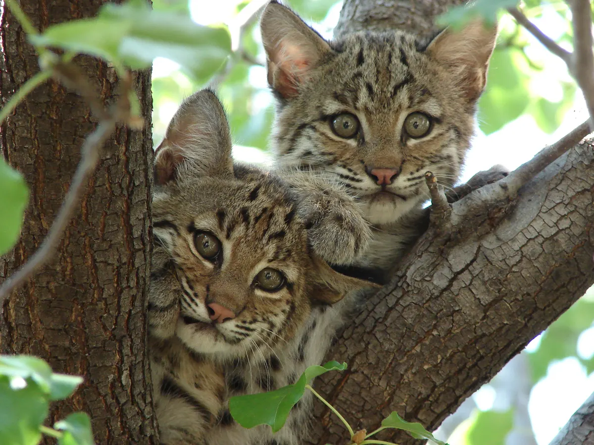 Litter of bobcat kittens resting together in North Texas
