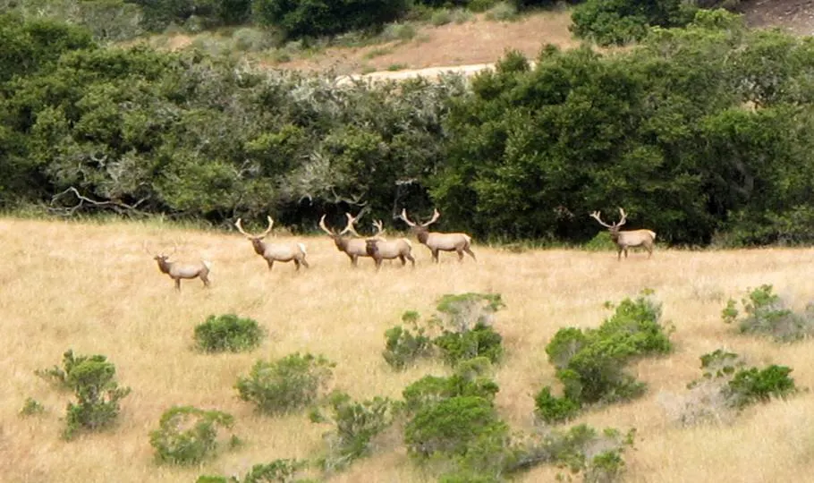 Oak woodland and grassland edge habitat used by bobcats