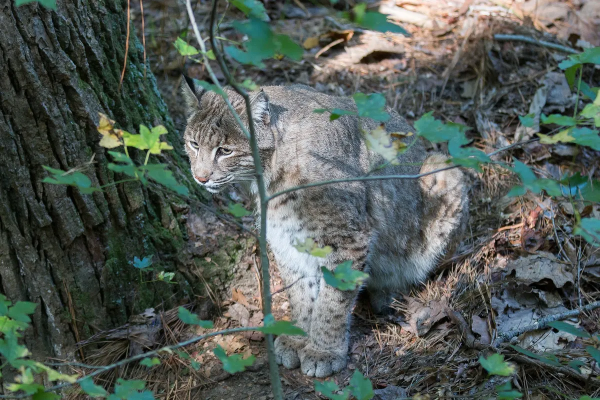 Bobcat standing in the open