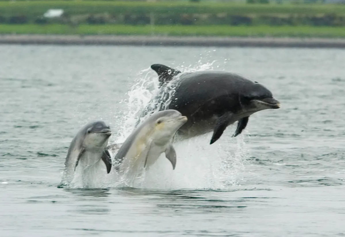 Bottlenose dolphin mother swimming with her calf