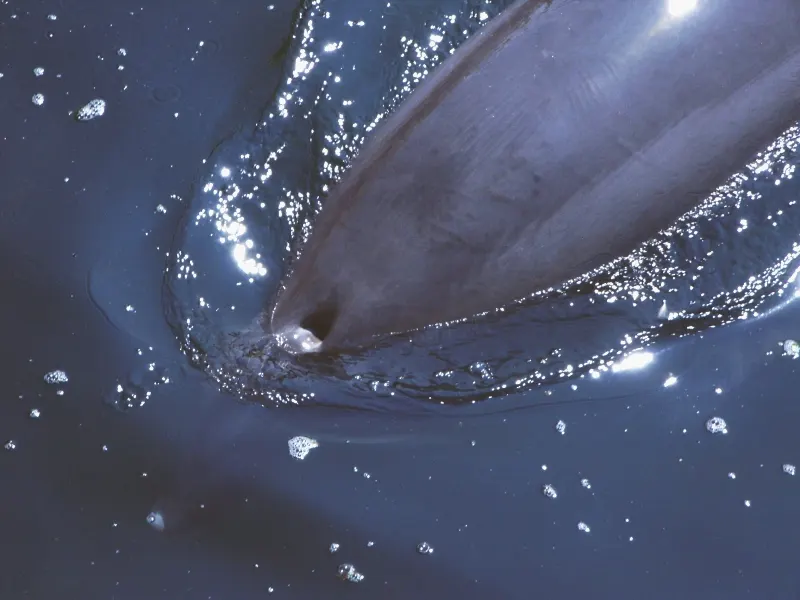 Close-up of a bottlenose dolphin blowhole on top of its head