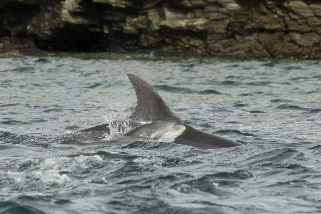 Bottlenose dolphin mother swimming beside her calf at sea surface