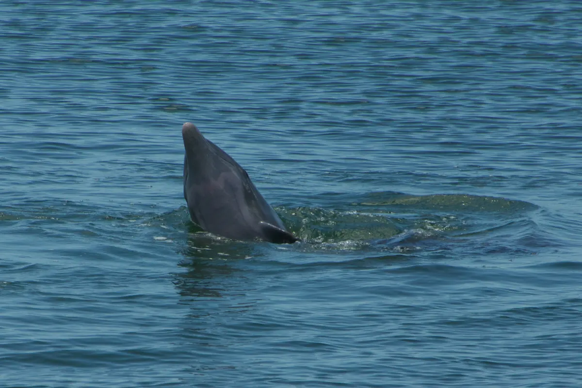 Bottlenose dolphin swimming in coastal waters