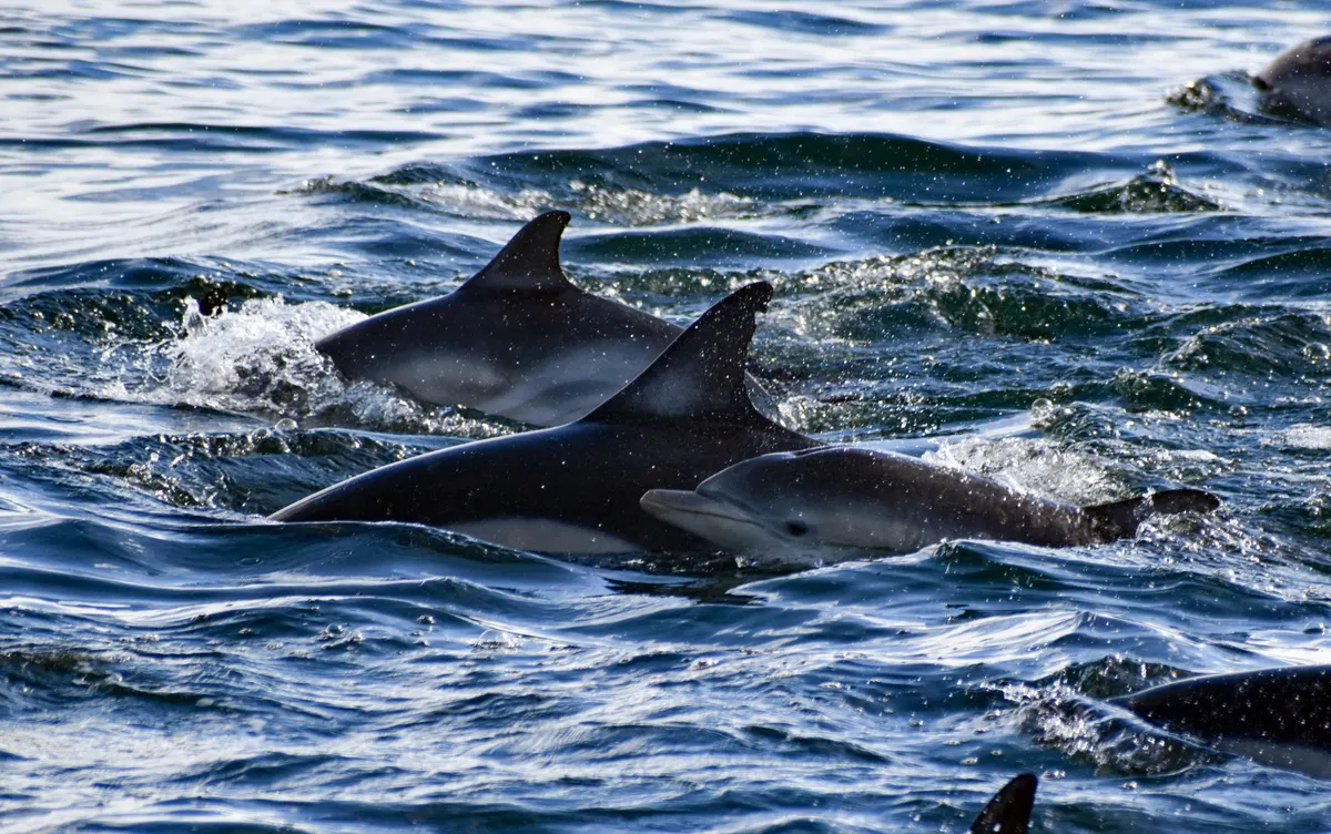 Atlantic bottlenose dolphins swimming together as a social pod