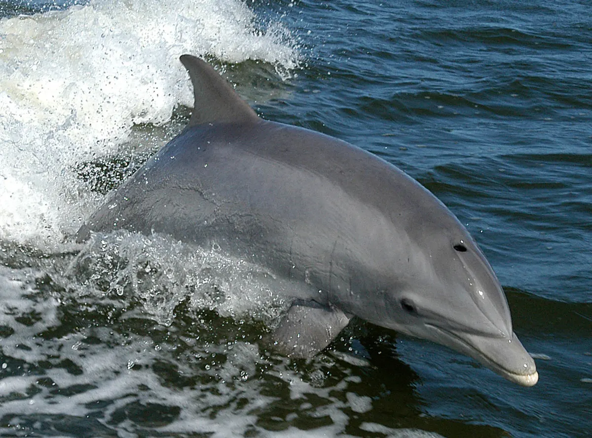 Common bottlenose dolphin surfacing in coastal ocean water