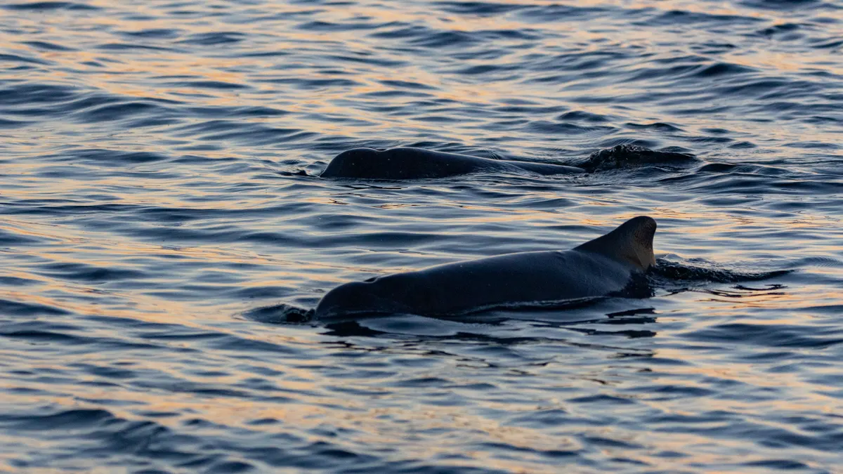 Bottlenose dolphins swimming at Amity Point