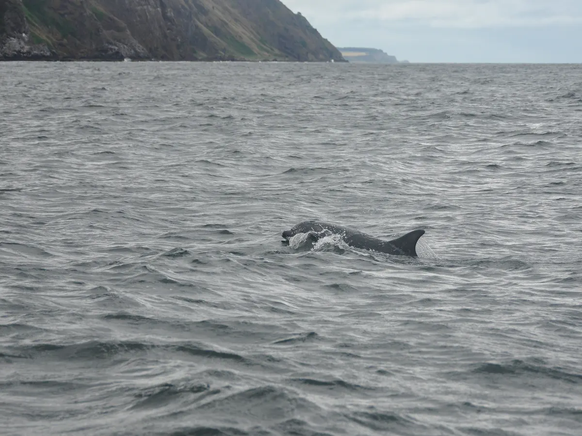 Bottlenose dolphin surfacing in coastal waters while hunting
