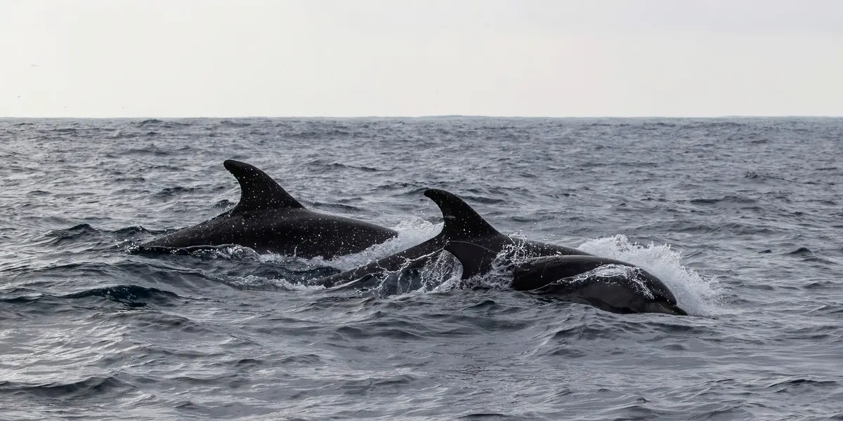 Pod of common bottlenose dolphins swimming together off Sagres, Portugal