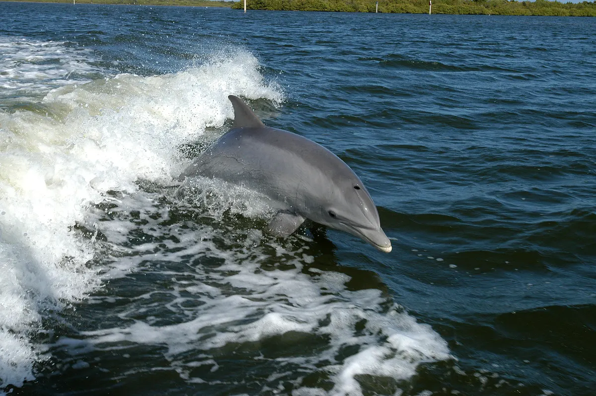 Bottlenose dolphin riding the wake behind a boat on the Banana River